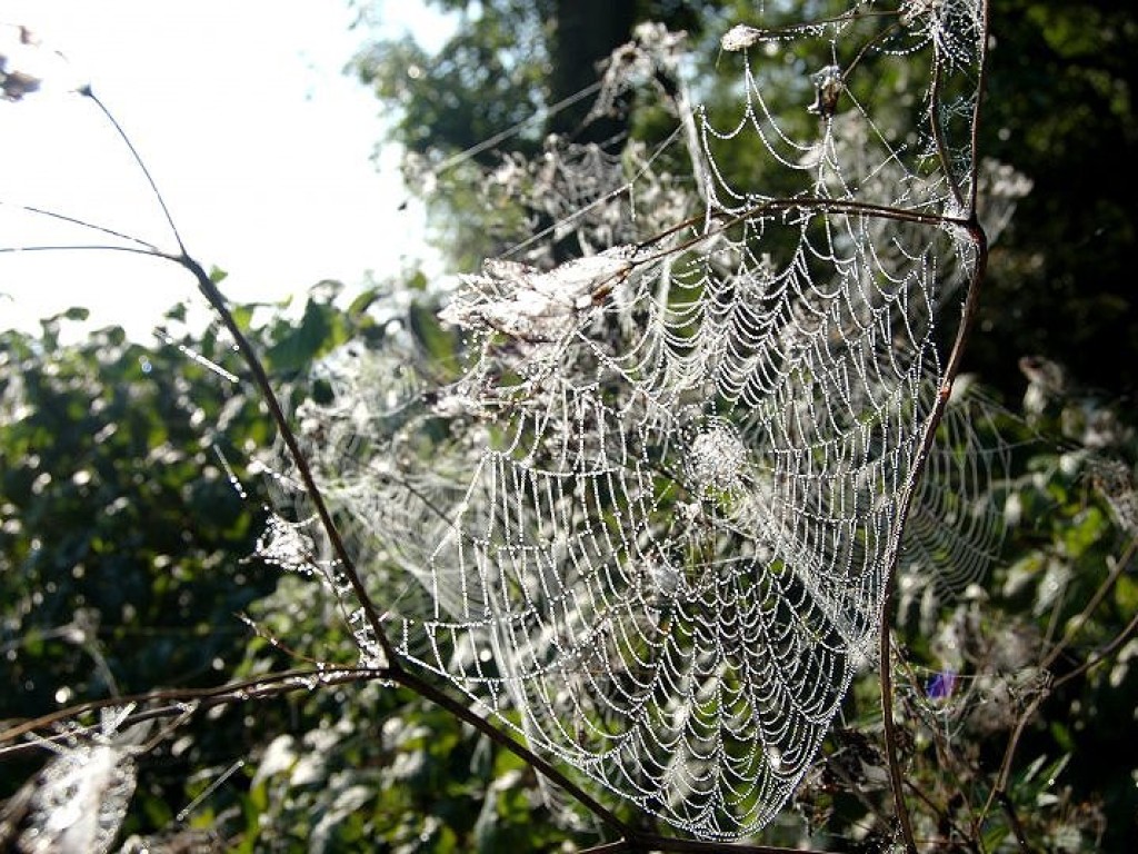 Dolina Karpia. 40 metrów nad ziemią. 11.09.2006