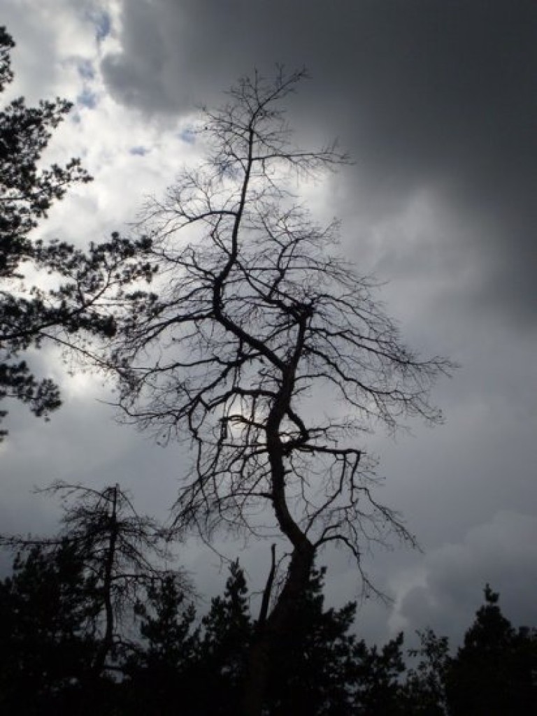 Zdjęcia uczestników konkursu fotograficznego pt. 