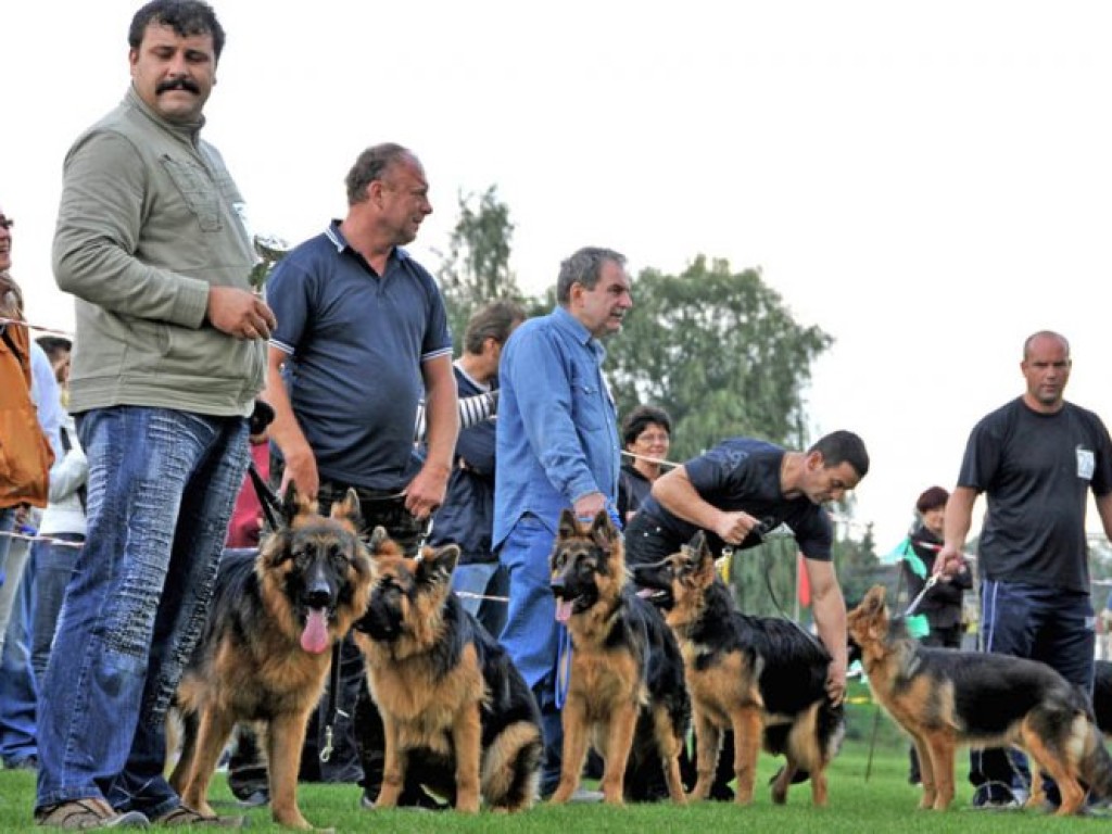 I Charytatywna Wystawa Psów w Libiążu – 6.09.2009 r.