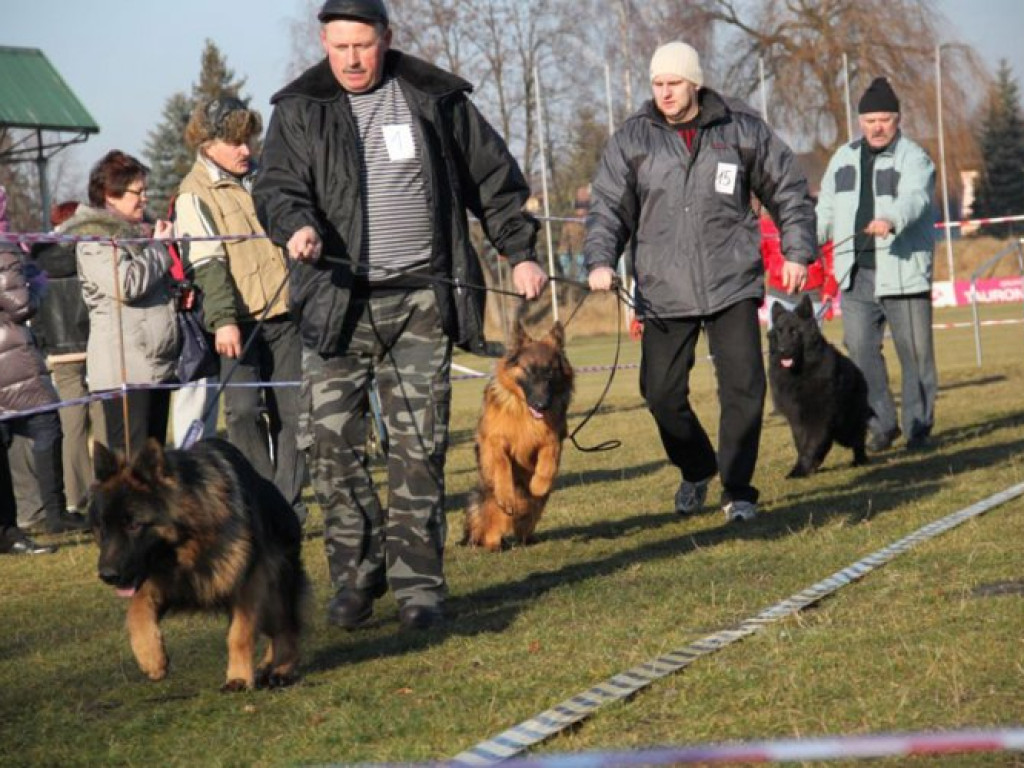 LIBIĄŻ. Owczarki biegały po boisku