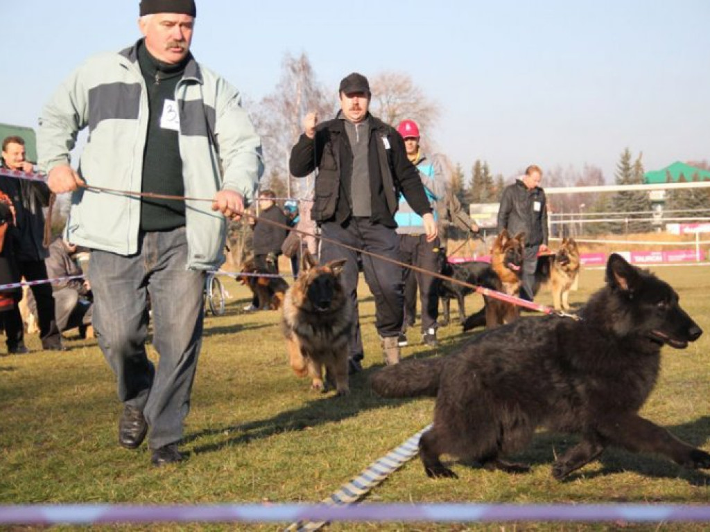 LIBIĄŻ. Owczarki biegały po boisku