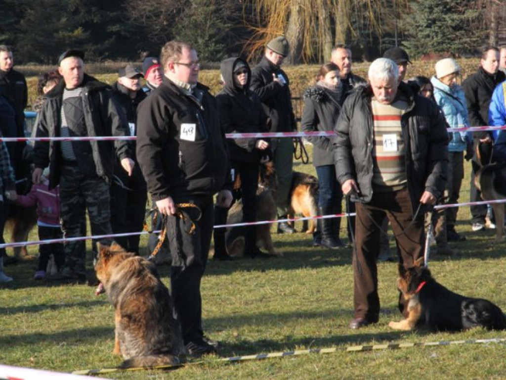 LIBIĄŻ. Owczarki biegały po boisku