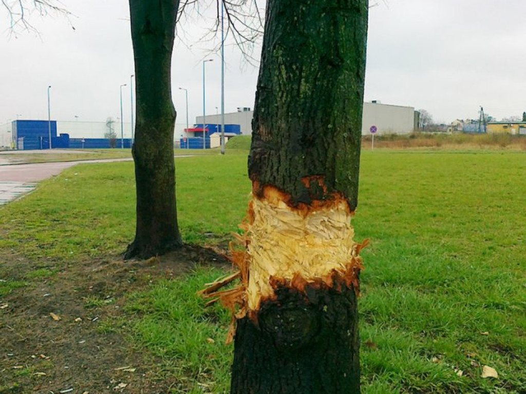 CHRZANÓW. Zniszczone drzewo