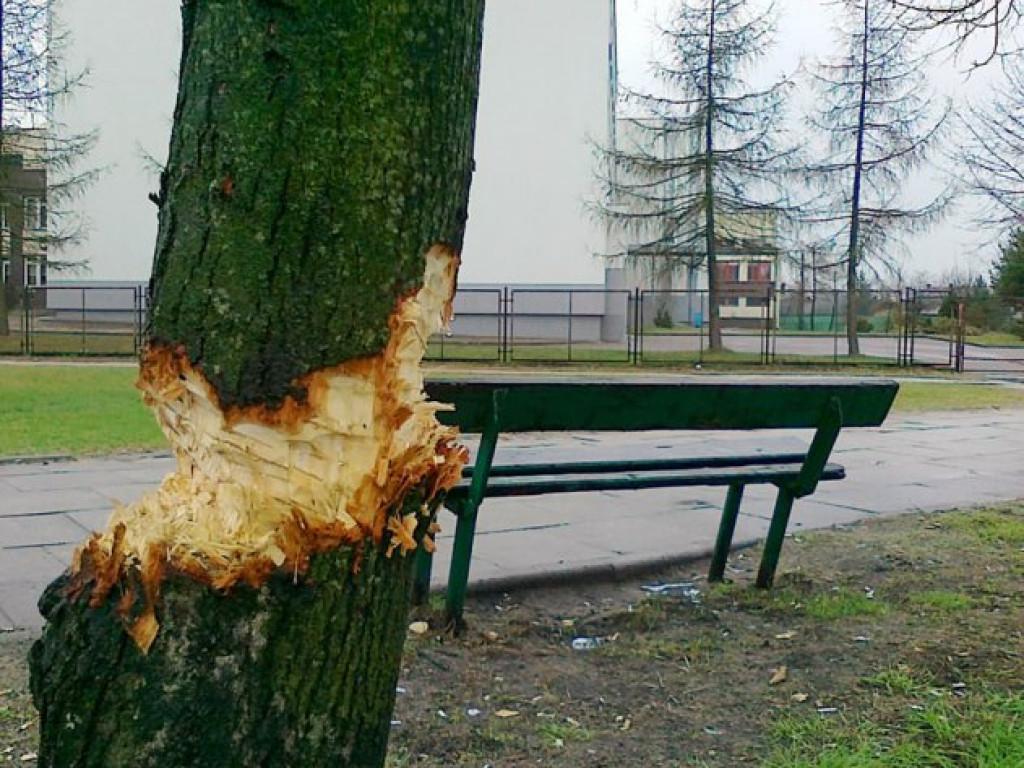 CHRZANÓW. Zniszczone drzewo