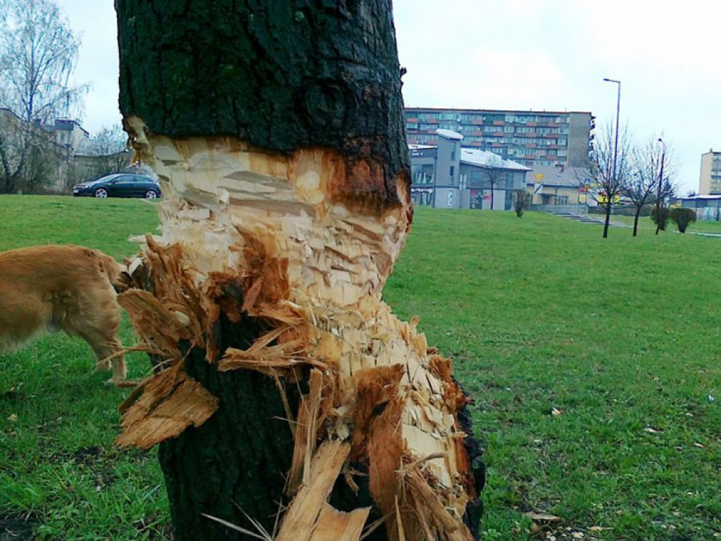 CHRZANÓW. Zniszczone drzewo