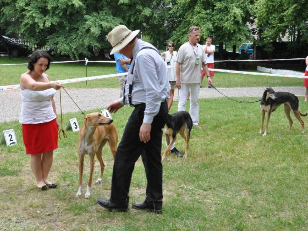 Krajowa Wystawa Chartów i Wybory kundelka powiatu chrzanowskiego – Wygiełzów 22-23.06.2013