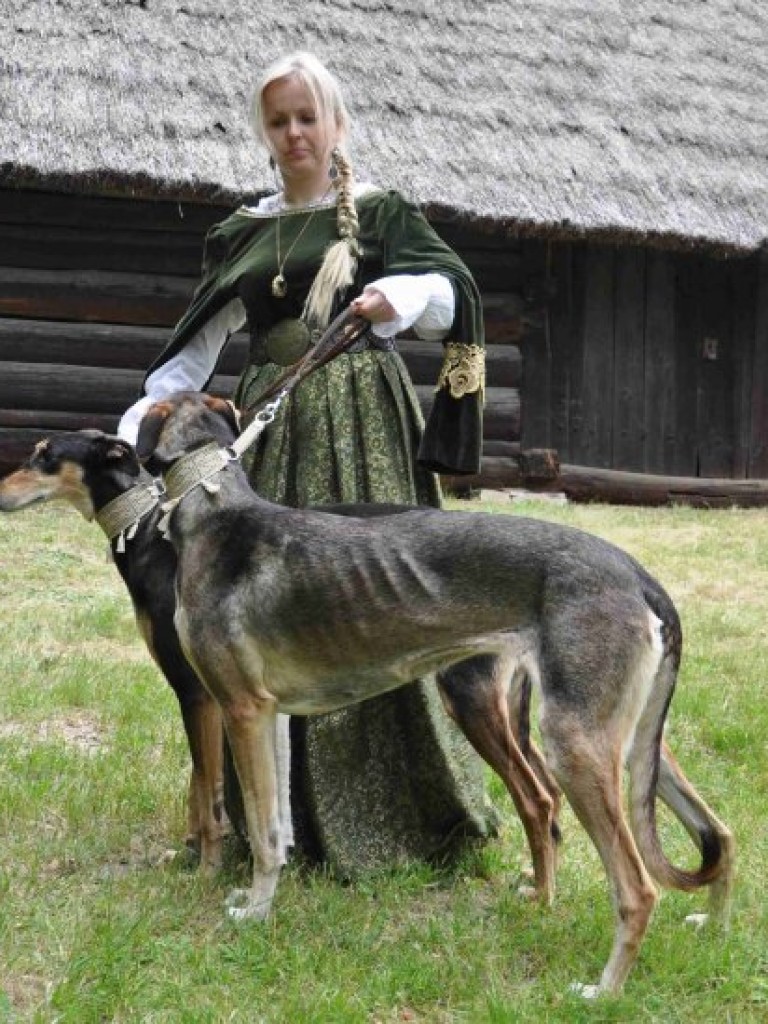 Krajowa Wystawa Chartów i Wybory kundelka powiatu chrzanowskiego – Wygiełzów 22-23.06.2013
