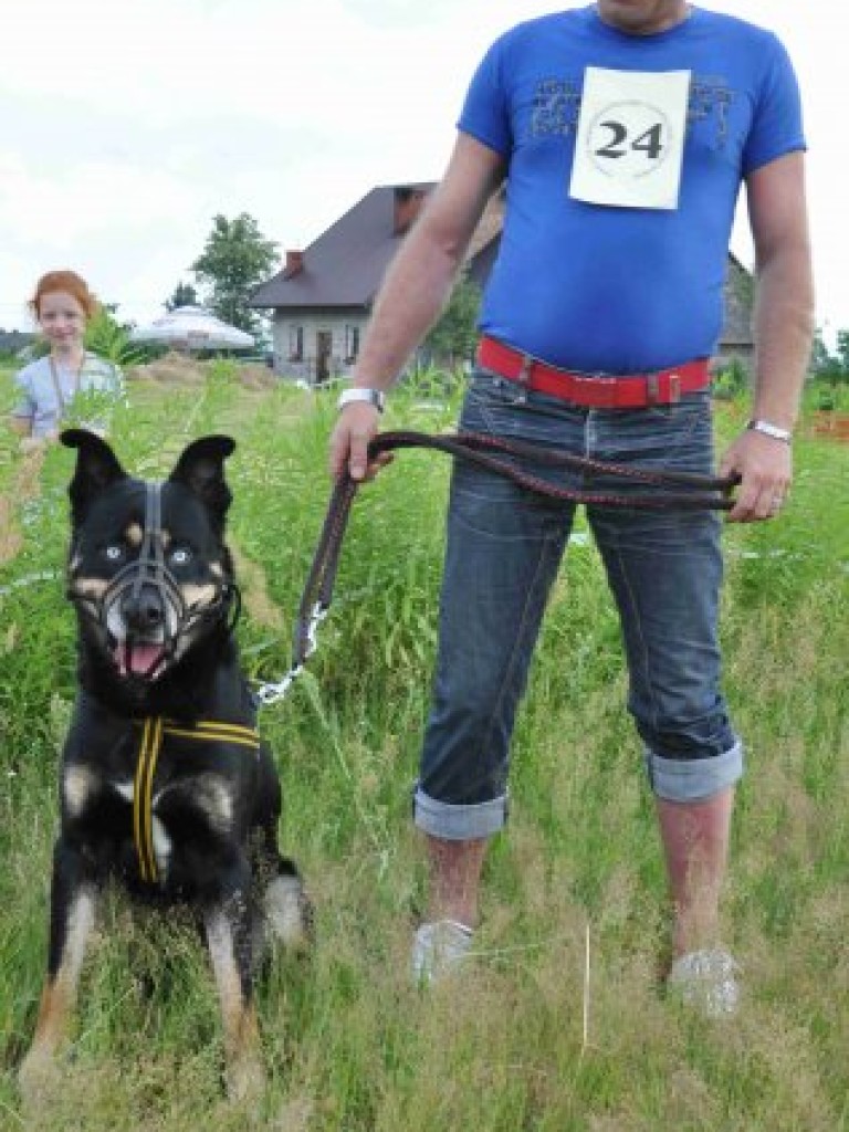 Krajowa Wystawa Chartów i Wybory kundelka powiatu chrzanowskiego – Wygiełzów 22-23.06.2013