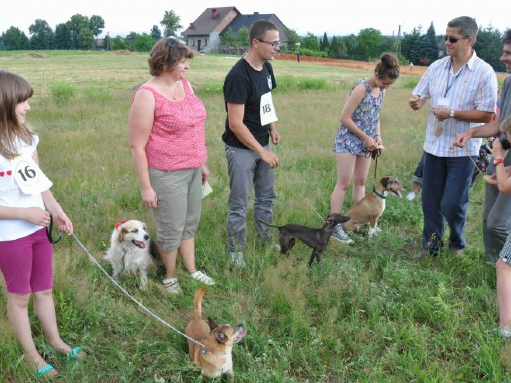 Krajowa Wystawa Chartów i Wybory kundelka powiatu chrzanowskiego – Wygiełzów 22-23.06.2013