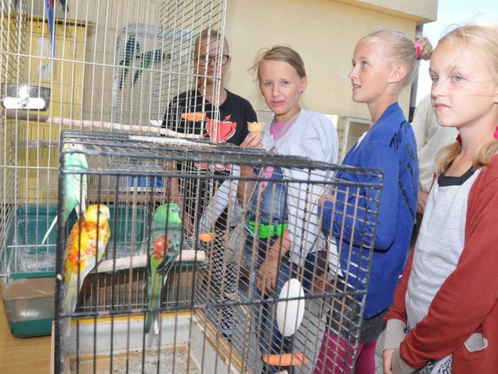 ZALAS. Papugi na gminnych dożynkach