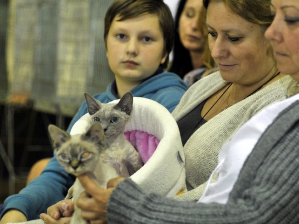 Międzynarodowa Wystawa Kotów Rasowych w Libiążu – 5-6.10.2013 r. Zdjęcia Łukasz Dulowski