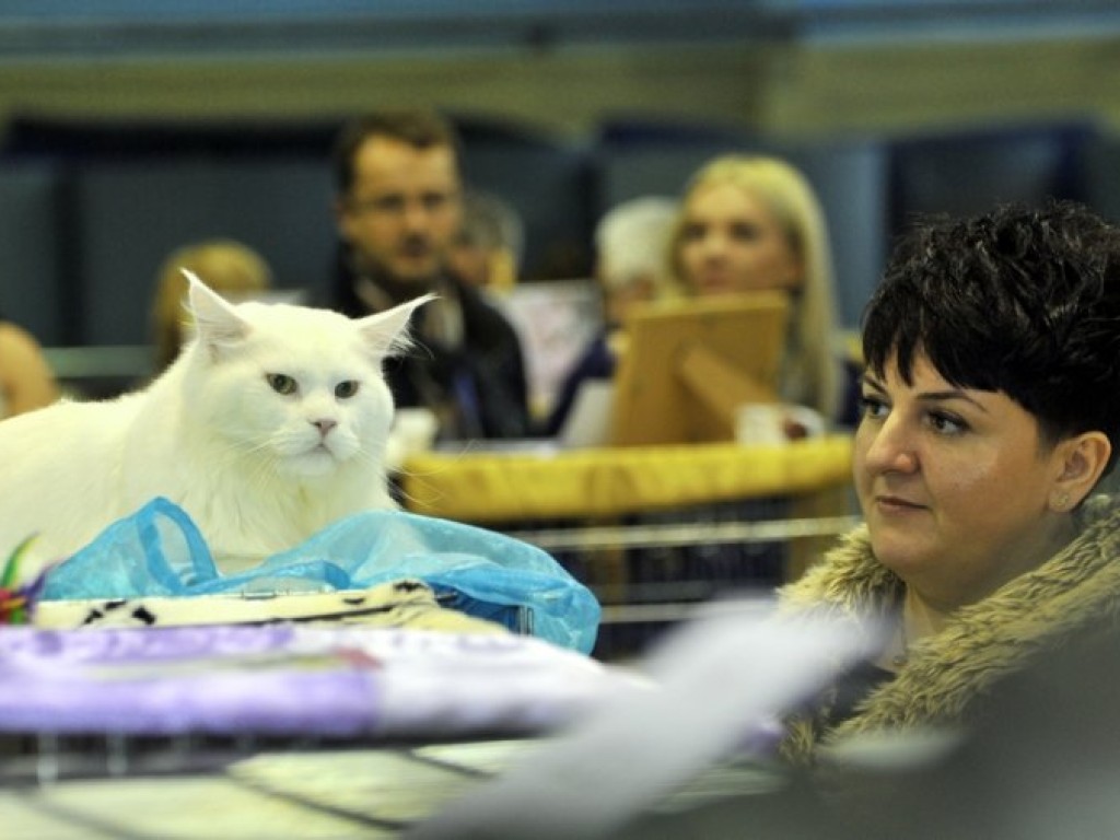 Międzynarodowa Wystawa Kotów Rasowych w Libiążu – 5-6.10.2013 r. Zdjęcia Łukasz Dulowski