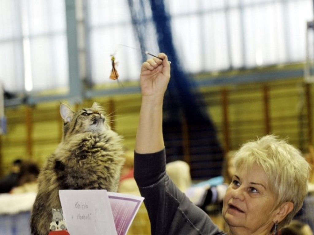 Międzynarodowa Wystawa Kotów Rasowych w Libiążu – 5-6.10.2013 r. Zdjęcia Łukasz Dulowski
