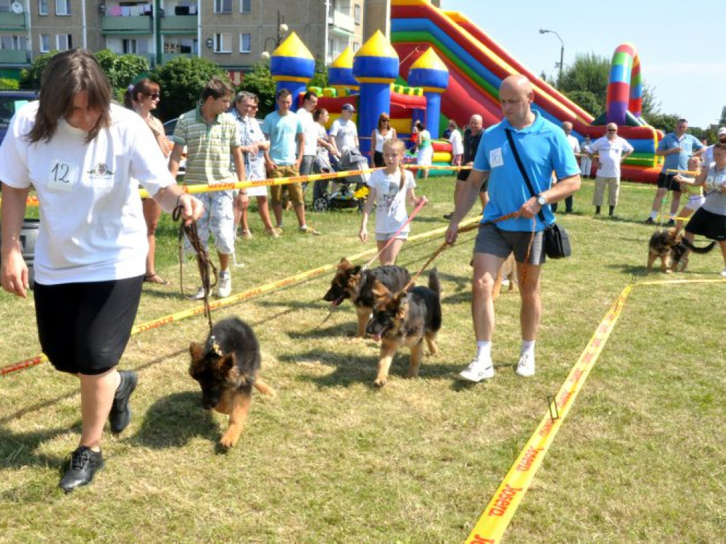 LIBIĄŻ. Owczarki biegały po placu (ZDJĘCIA)