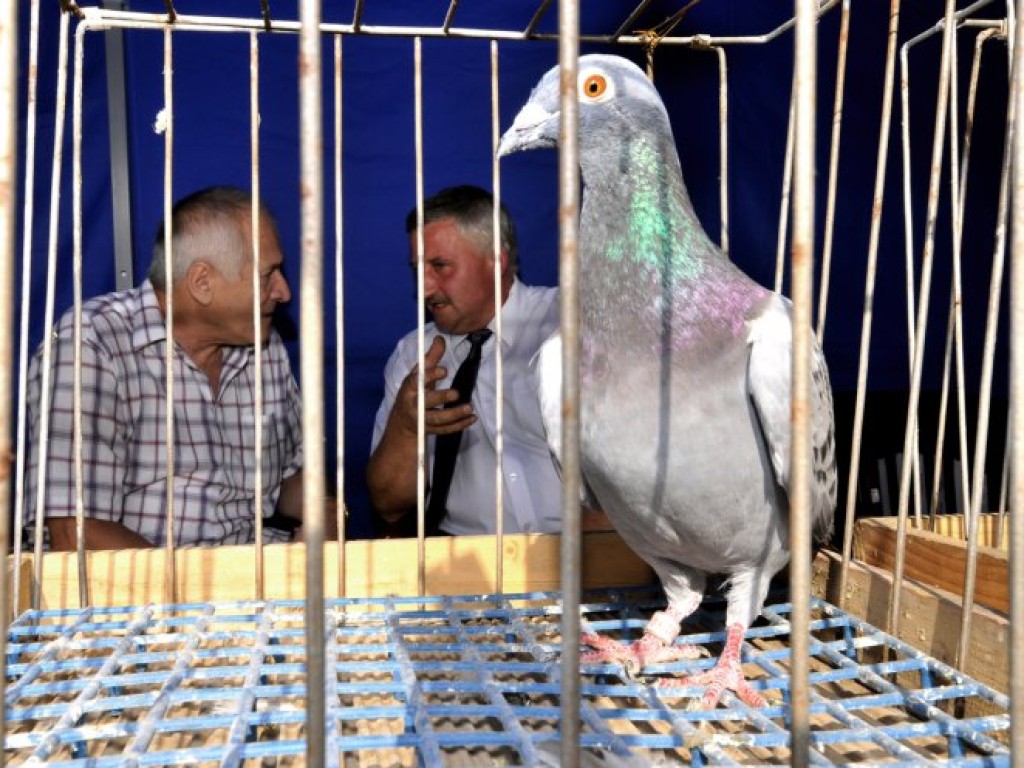 Powiatowy Piknik Seniora w Karniowicach – 23.08.2014 r.