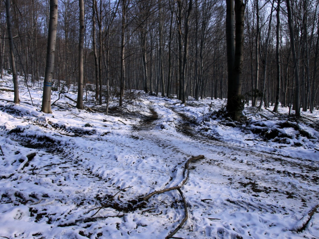 Wycinka drzew i rezerwat Bukowica