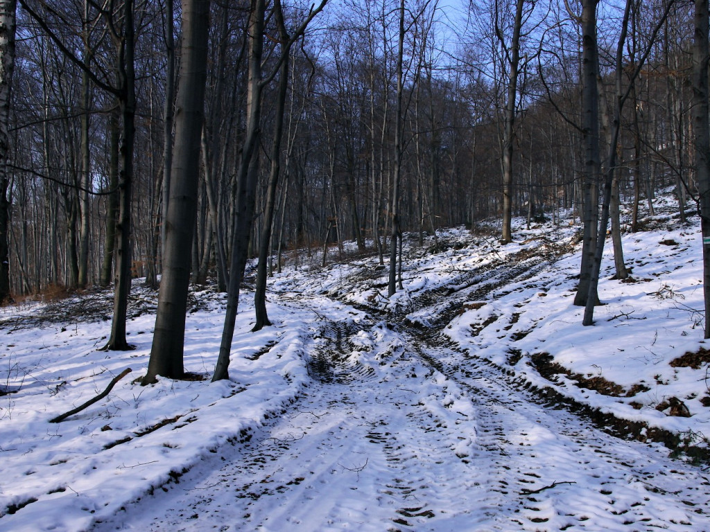 Wycinka drzew i rezerwat Bukowica