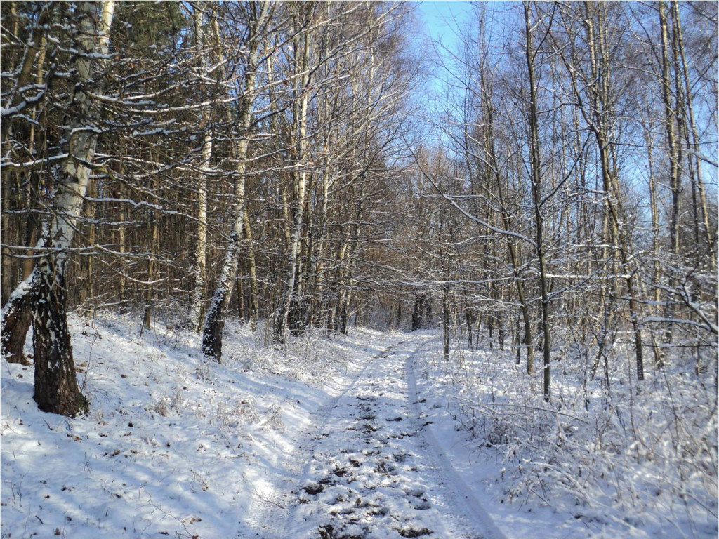 Mój zimowy spacer - luty 2015 r.