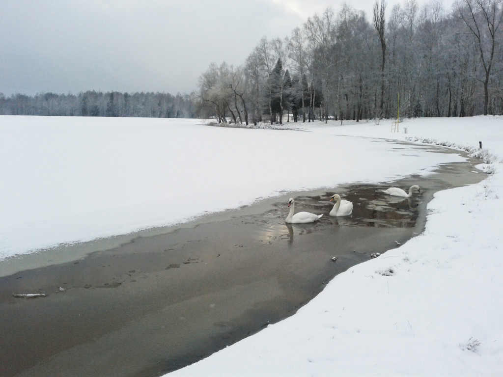 Mój zimowy spacer - luty 2015 r.