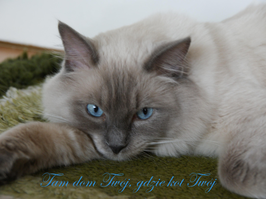 Mój koci pupil - luty 2015