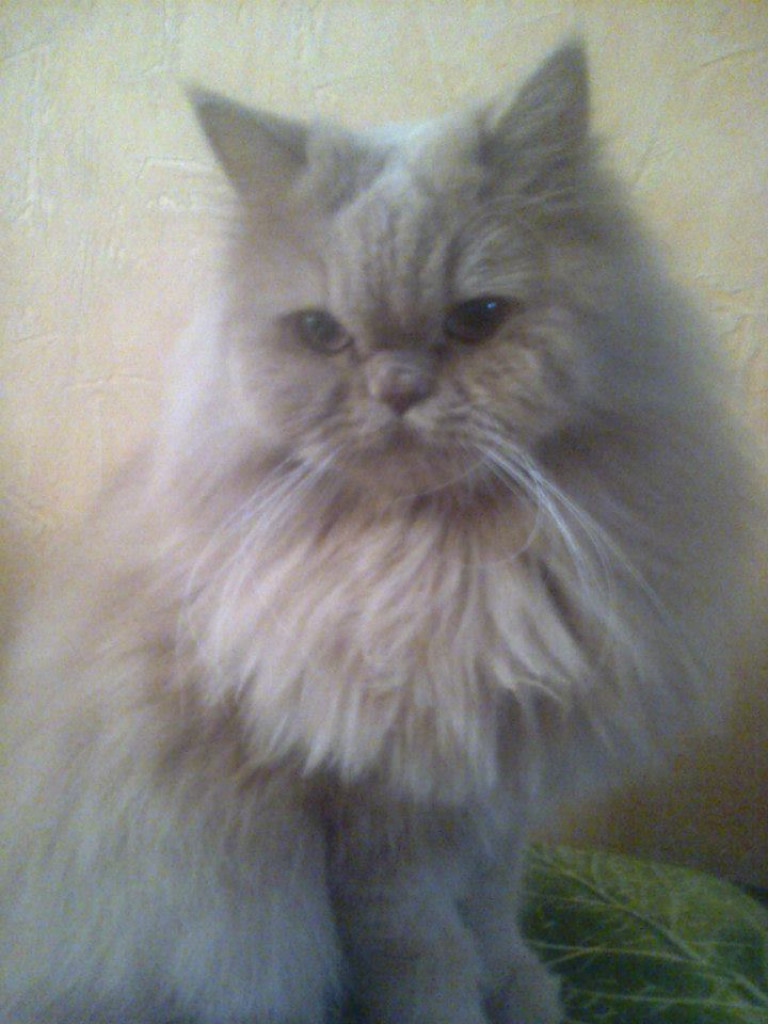 Mój koci pupil - luty 2015