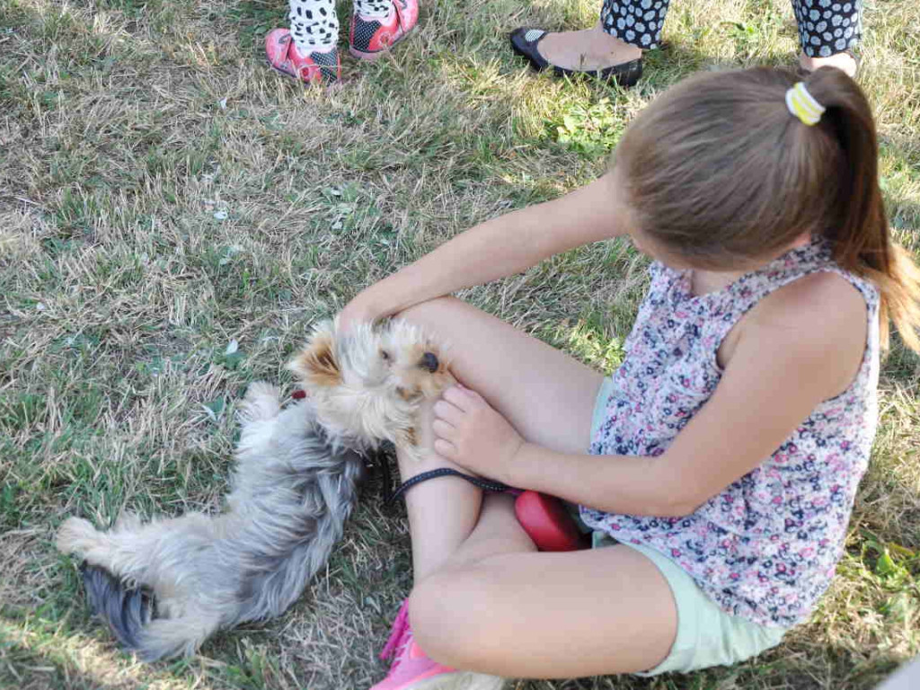Święto psich piękności w Babicach 13.09.2015