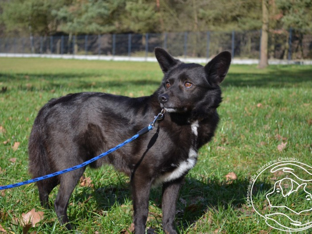 Zwierzęta do adopcji