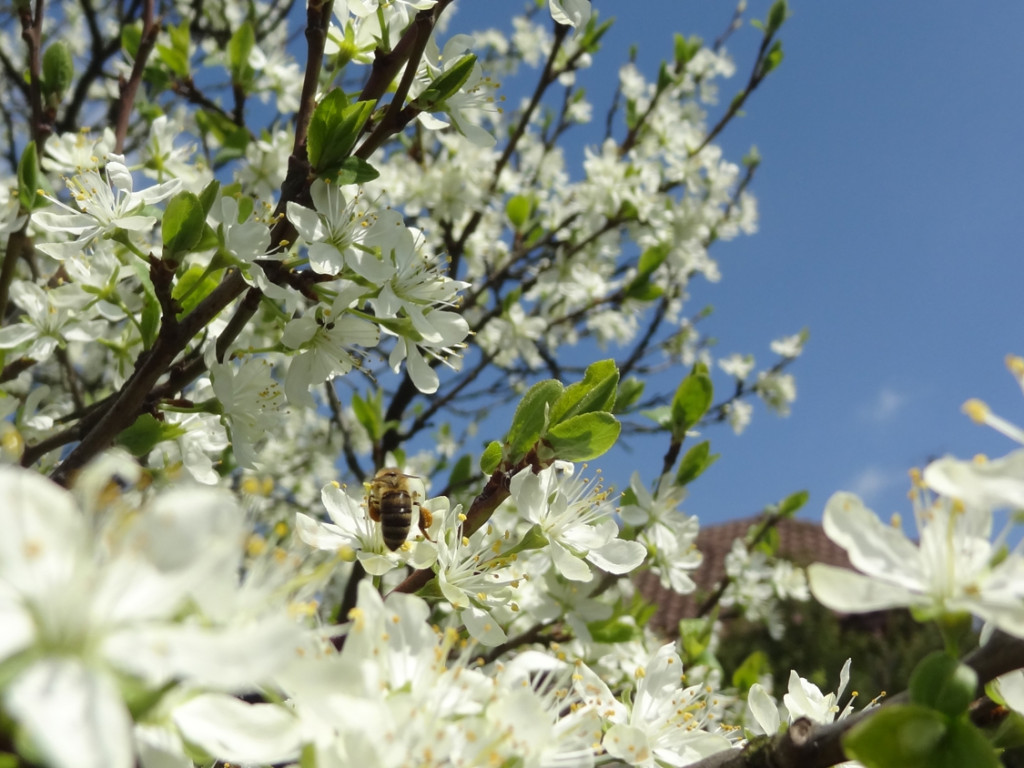 Konkurs fotograficzny DZIEŃ DOBRY WIOSNO - maj 2016 r.