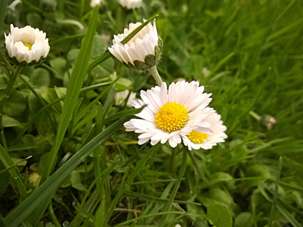 Konkurs fotograficzny DZIEŃ DOBRY WIOSNO - maj 2016 r.