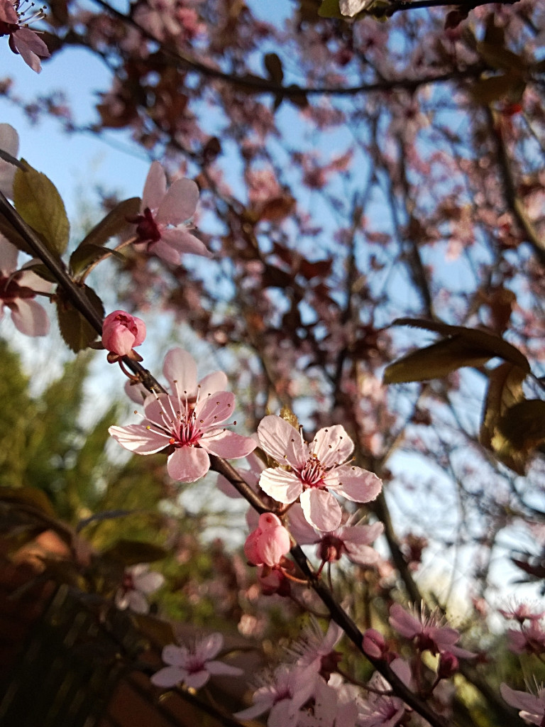 Konkurs fotograficzny DZIEŃ DOBRY WIOSNO - maj 2016 r.