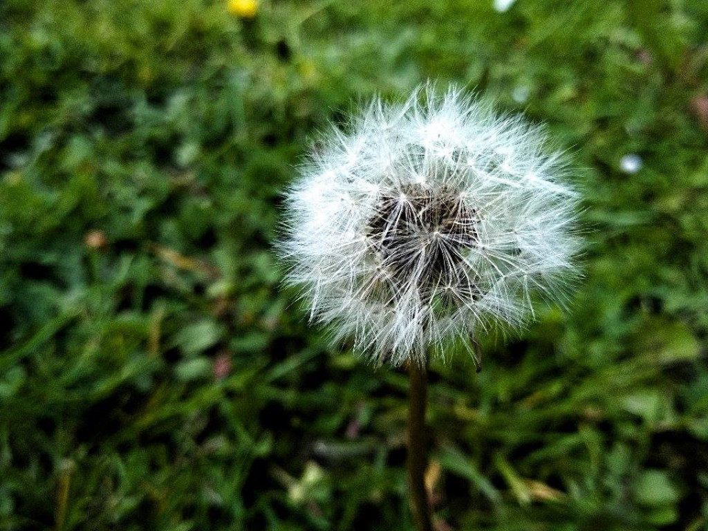 Konkurs fotograficzny DZIEŃ DOBRY WIOSNO - maj 2016 r.