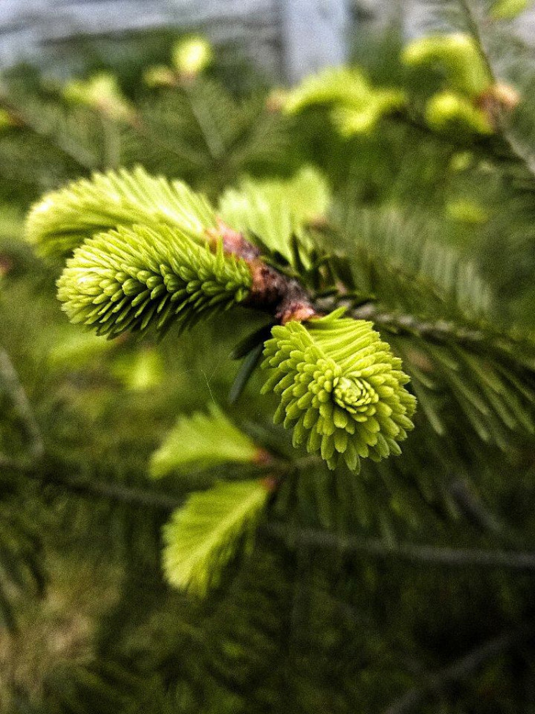 Konkurs fotograficzny DZIEŃ DOBRY WIOSNO - maj 2016 r.