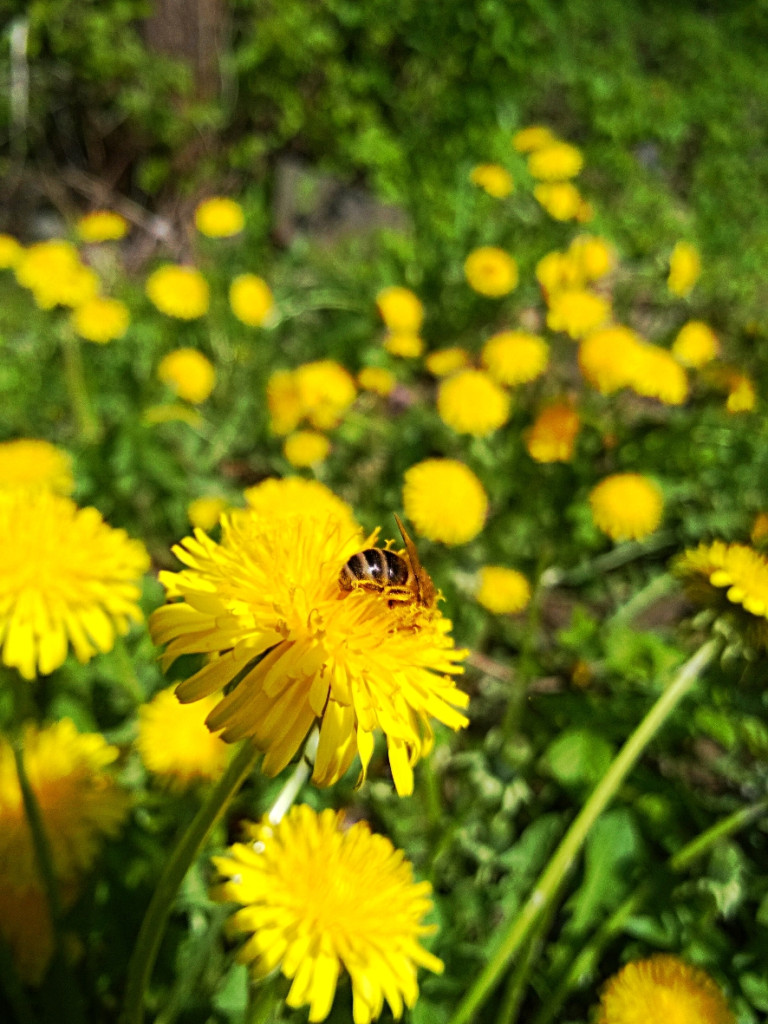 Konkurs fotograficzny DZIEŃ DOBRY WIOSNO - maj 2016 r.