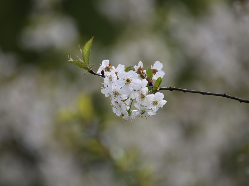 Konkurs fotograficzny DZIEŃ DOBRY WIOSNO - maj 2016 r.