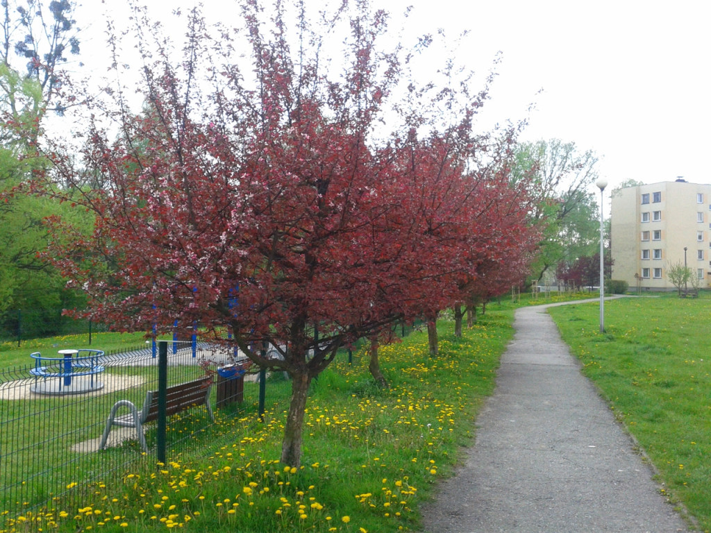 Konkurs fotograficzny DZIEŃ DOBRY WIOSNO - maj 2016 r.