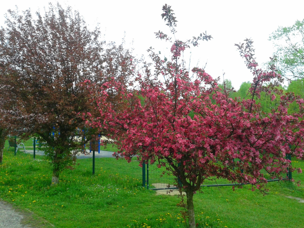Konkurs fotograficzny DZIEŃ DOBRY WIOSNO - maj 2016 r.