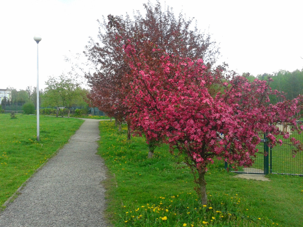Konkurs fotograficzny DZIEŃ DOBRY WIOSNO - maj 2016 r.