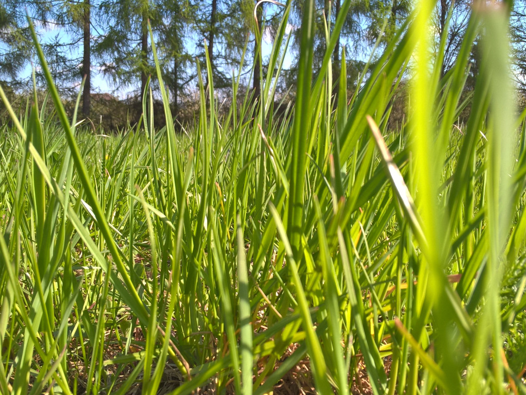Konkurs fotograficzny DZIEŃ DOBRY WIOSNO - maj 2016 r.