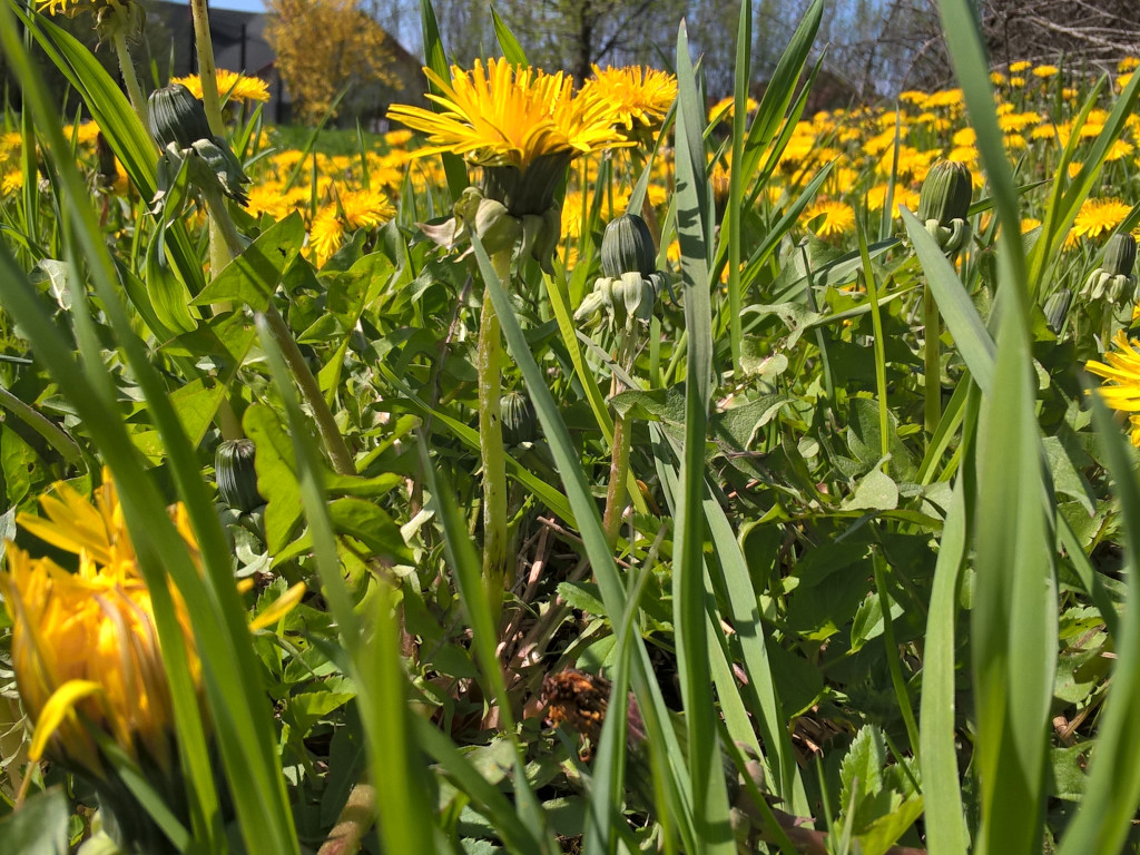 Konkurs fotograficzny DZIEŃ DOBRY WIOSNO - maj 2016 r.