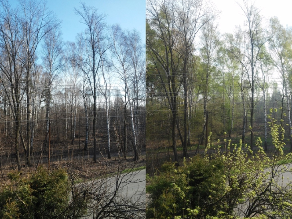 Konkurs fotograficzny DZIEŃ DOBRY WIOSNO - maj 2016 r.