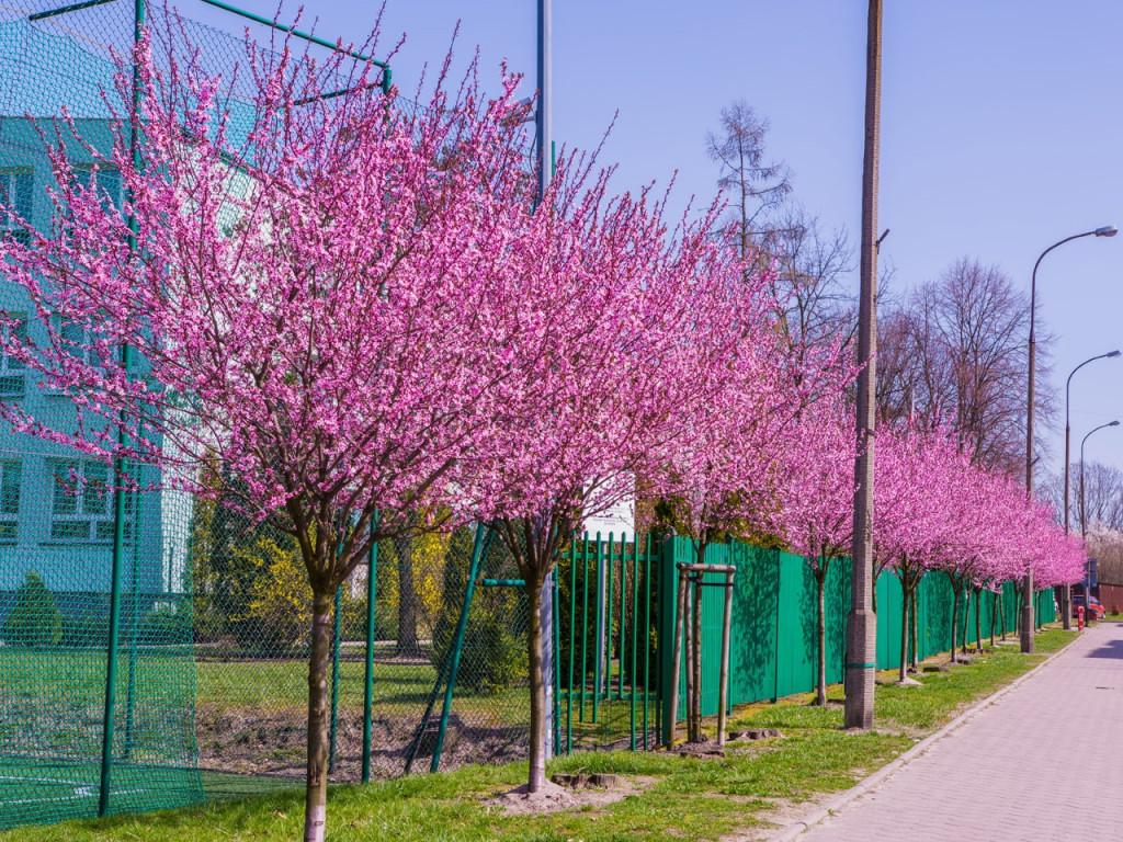 Konkurs fotograficzny DZIEŃ DOBRY WIOSNO - maj 2016 r.