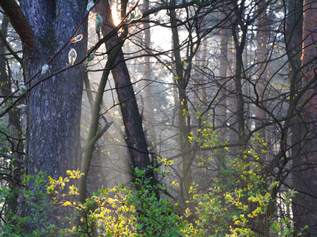 Konkurs fotograficzny DZIEŃ DOBRY WIOSNO - maj 2016 r.