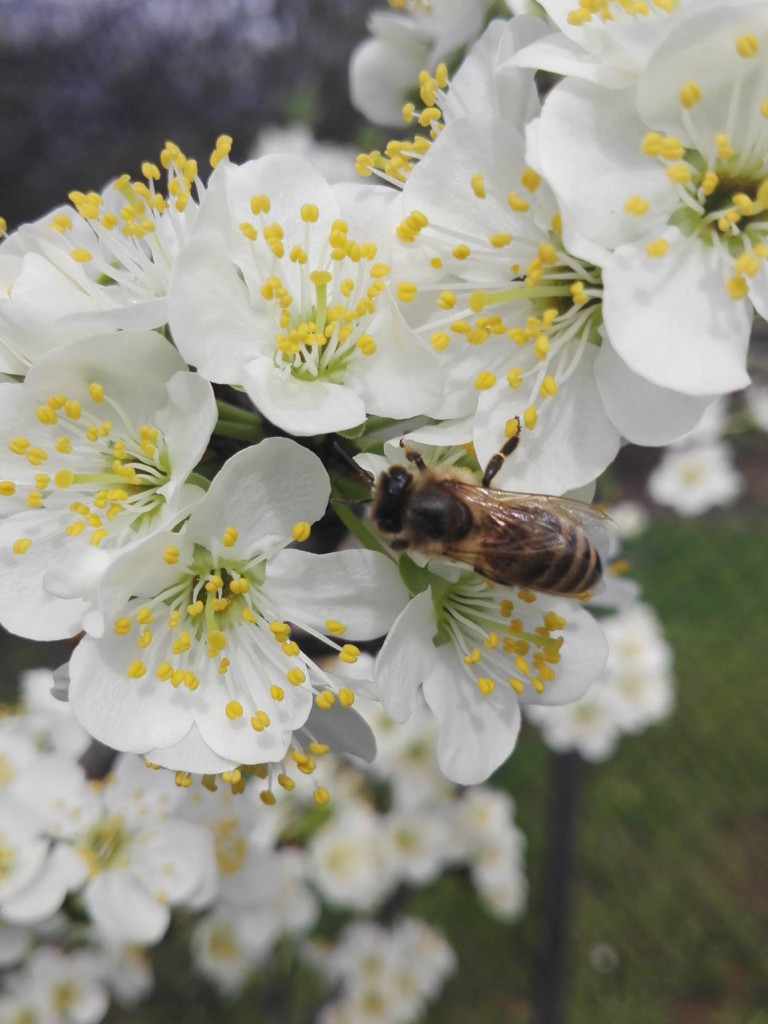 Konkurs fotograficzny DZIEŃ DOBRY WIOSNO - maj 2016 r.