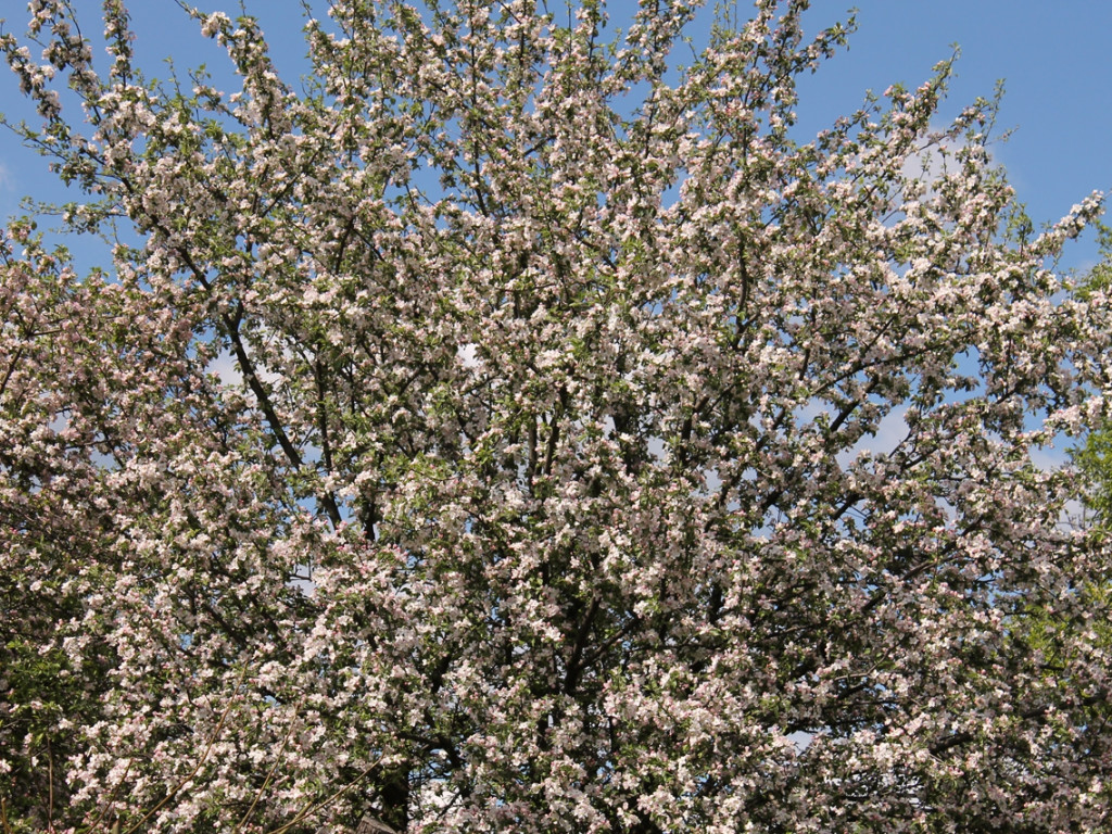 Konkurs fotograficzny DZIEŃ DOBRY WIOSNO - maj 2016 r.