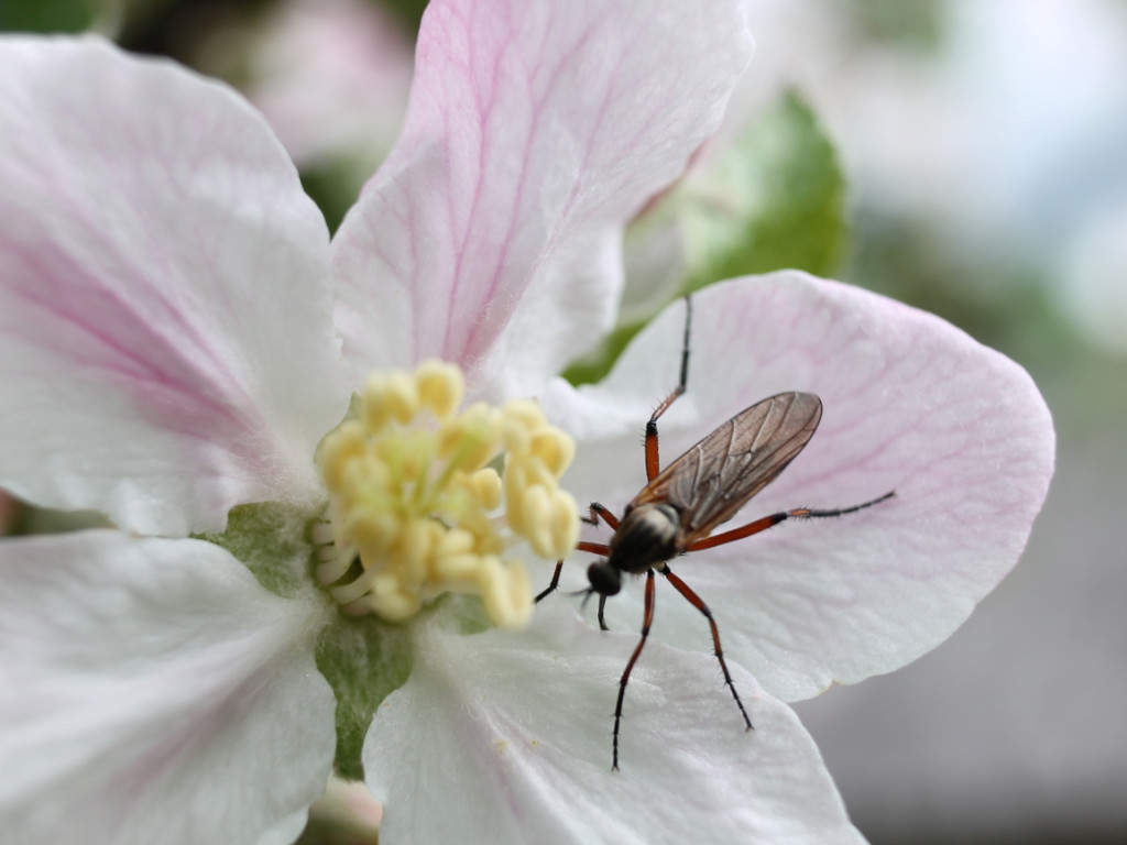 Konkurs fotograficzny DZIEŃ DOBRY WIOSNO - maj 2016 r.