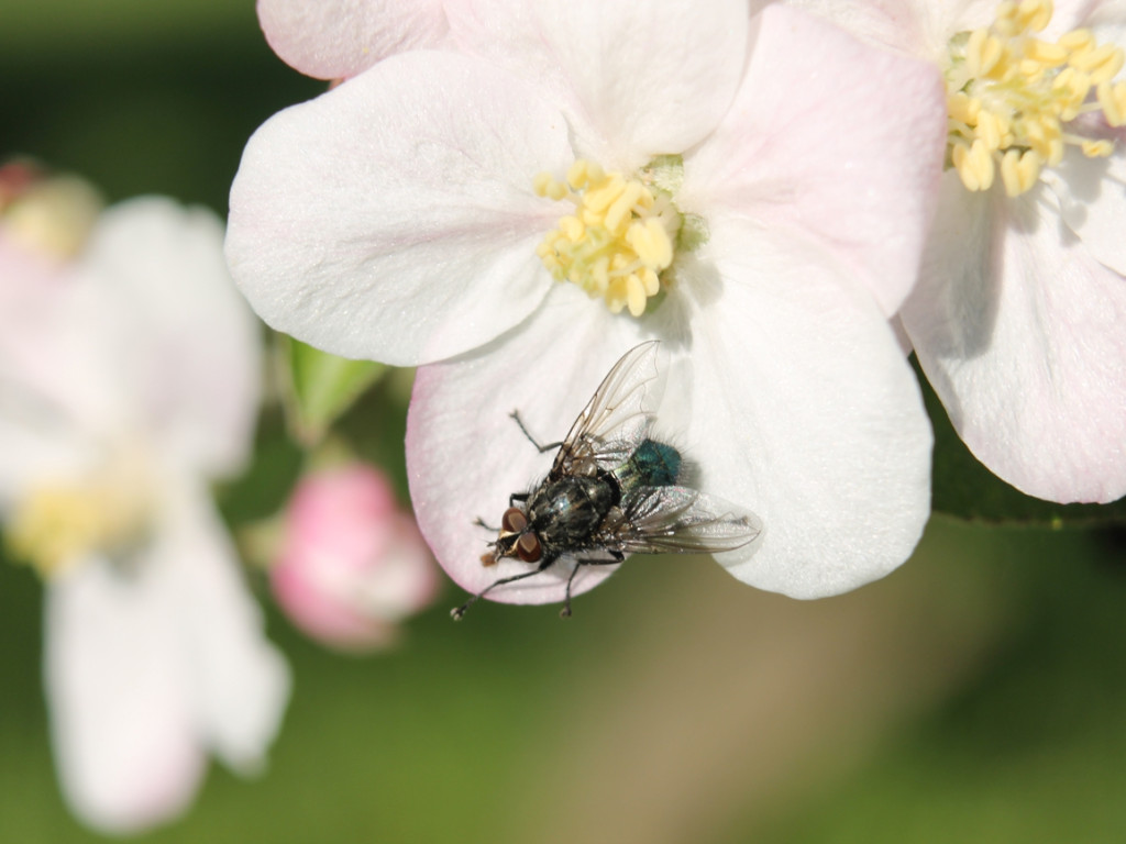 Konkurs fotograficzny DZIEŃ DOBRY WIOSNO - maj 2016 r.