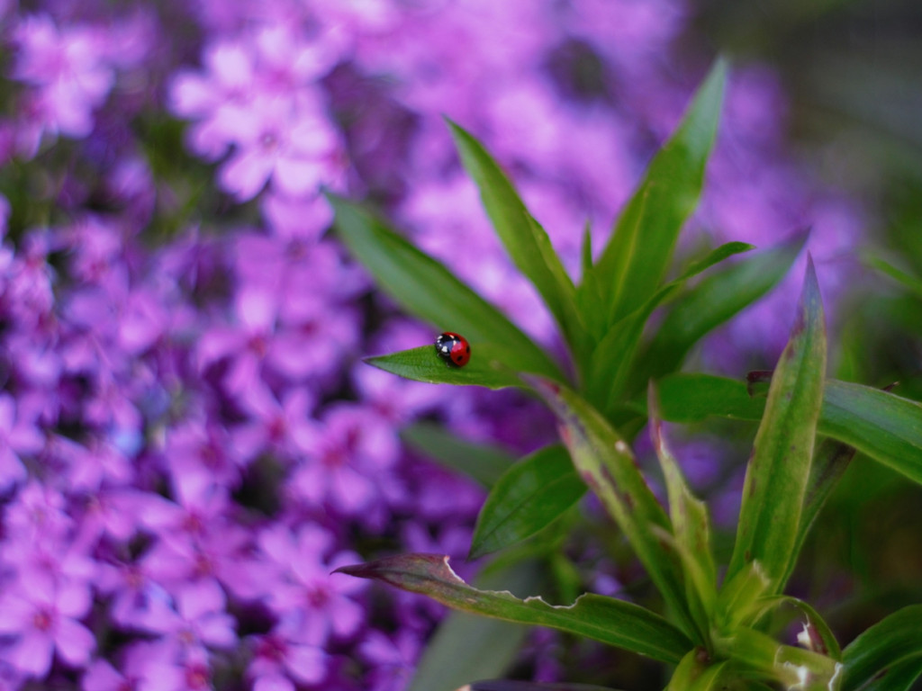 Konkurs fotograficzny DZIEŃ DOBRY WIOSNO - maj 2016 r.