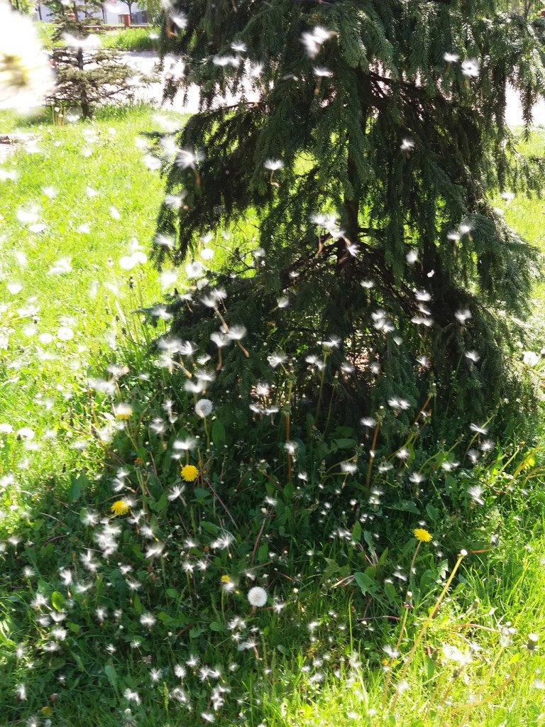 Konkurs fotograficzny DZIEŃ DOBRY WIOSNO - maj 2016 r.