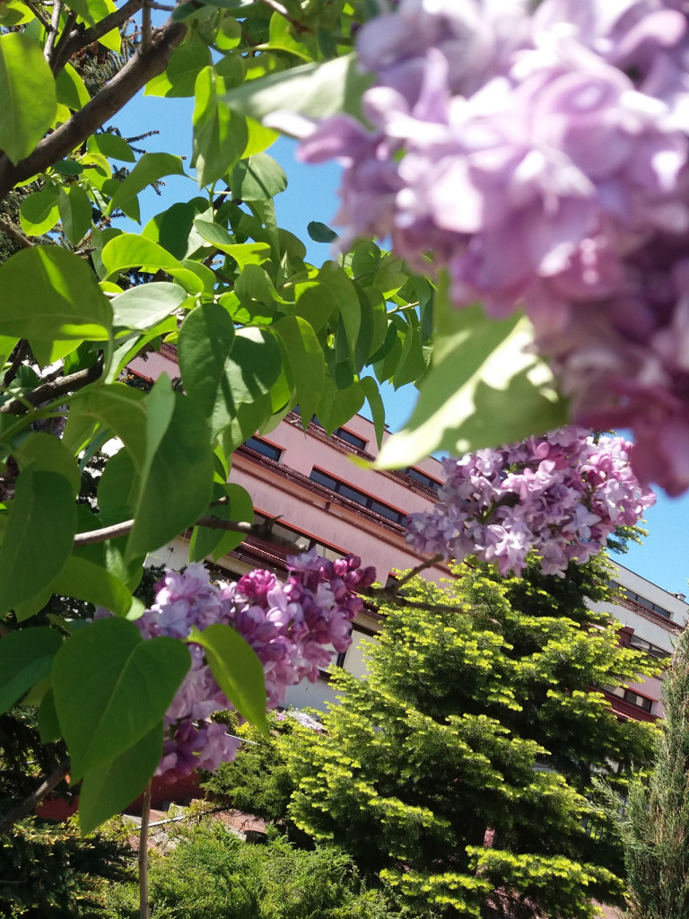 Konkurs fotograficzny DZIEŃ DOBRY WIOSNO - maj 2016 r.
