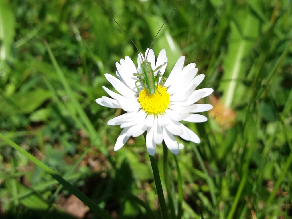 Konkurs fotograficzny DZIEŃ DOBRY WIOSNO - maj 2016 r.